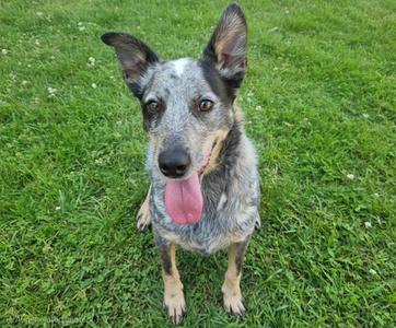 BANDIT, Queensland Heeler, adult, available for adoption
