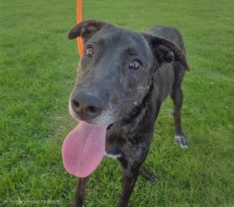 A black dog with a pink tongue sticking out, standing on grass.