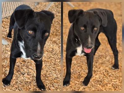 ACE, Pointer, young, available for adoption