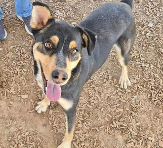 A black and tan dog with floppy ears and a pink tongue sticking out, standing on a dirt ground.