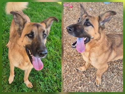 BELLE, German Shepherd Dog / Cardigan Welsh Corgi, adult, available for adoption