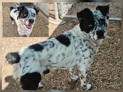 BOB, Australian Shepherd, adult, available for adoption
