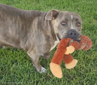 BELLA, American Bulldog, adult, available for adoption