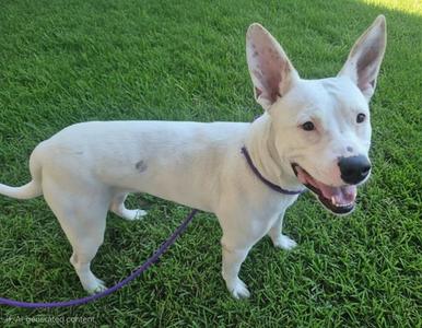 ALMYA, Pit Bull Terrier, young, available for adoption