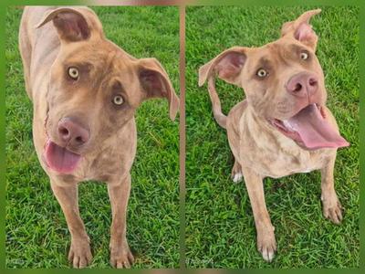 APPA, Weimaraner, young, available for adoption