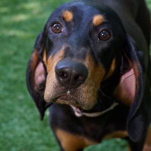 Bella, Coonhound, adult, available for adoption