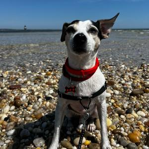 Ace, Terrier, Jack Russell, senior, available for adoption
