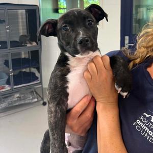 Bennett, Terrier, American Staffordshire, puppy, available for adoption