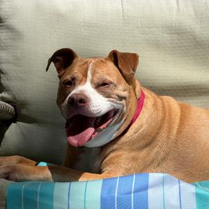 Dougie, Terrier, Pit Bull, senior, available for adoption
