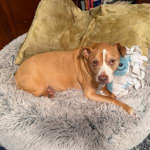 Dougie, Terrier, Pit Bull, senior, available for adoption