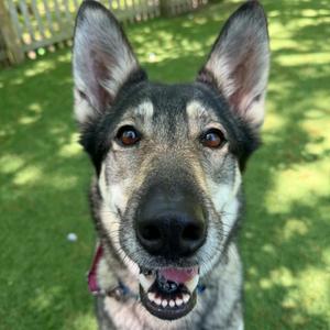 Maya, Shepherd, German, adult, available for adoption