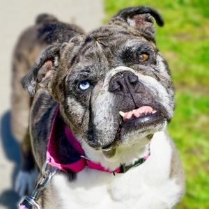 Confetti, Bulldog, Old English, adult, available for adoption