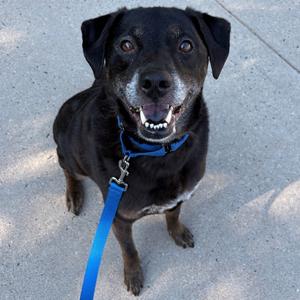 Ace, Retriever, Labrador, senior, available for adoption