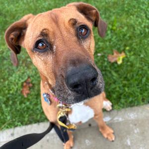 Ginger Spice, Mixed Breed (Large), senior, available for adoption