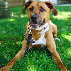 Ginger Spice, Mixed Breed (Large), senior, available for adoption