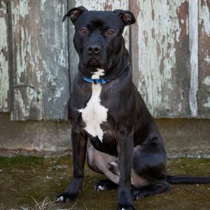 Rocky, Mixed Breed (Large), adult, available for adoption