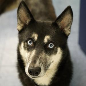Bailey, Husky, adult, available for adoption