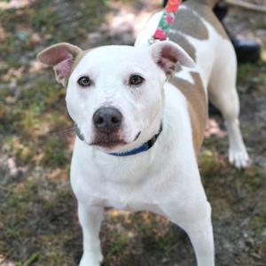 Andy, Mixed Breed (Large), adult, available for adoption