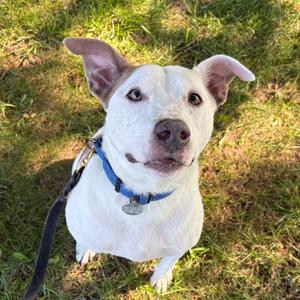 Andy, Mixed Breed (Large), adult, available for adoption