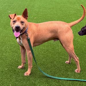 A brown dog with a pink tongue sticking out, wearing a green leash, standing on a green artificial turf surface.