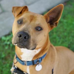A brown dog with a blue collar and a white tag, looking up at the camera.
