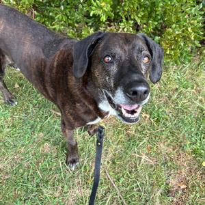 Prince, Mixed Breed (Large), senior, available for adoption