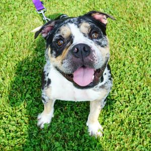 Congo, Bulldog, adult, available for adoption