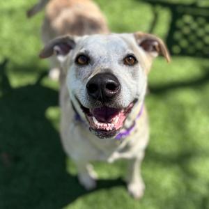 Cassie-Jo, Catahoula Leopard Dog, adult, available for adoption