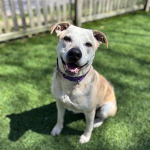Cassie-Jo, Catahoula Leopard Dog, adult, available for adoption