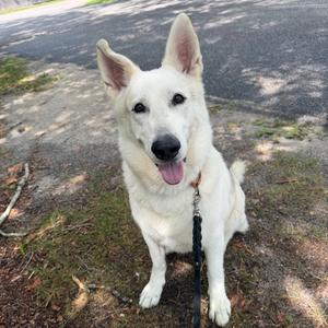 A white dog with perked ears sitting on the ground, looking at the camera with its tongue out.