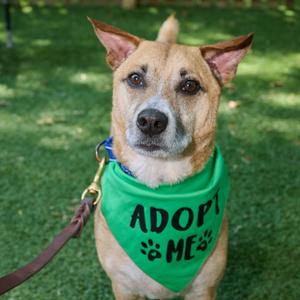 Miko, Mixed Breed (Medium), adult, available for adoption