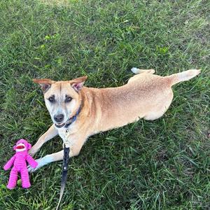Miko, Mixed Breed (Medium), adult, available for adoption