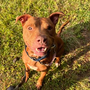 Obi, Mixed Breed (Medium), senior, available for adoption