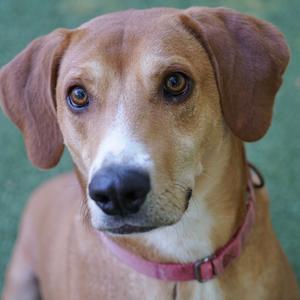 A close-up of a brown dog with floppy ears and a pink collar, looking directly at the camera.