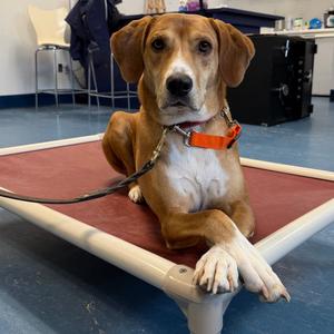 Bob, Mixed Breed (Medium), adult, available for adoption