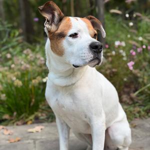 Mullet, Mixed Breed (Large), adult, available for adoption