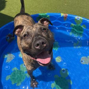 Clooney, Terrier, American Pit Bull, adult, available for adoption