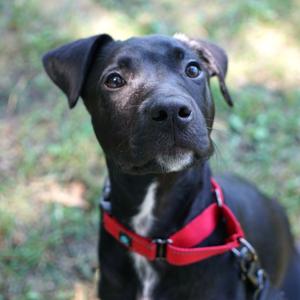 Duke, Mixed Breed (Medium), puppy, available for adoption