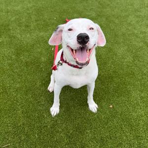 Louie, Mixed Breed (Large), adult, available for adoption