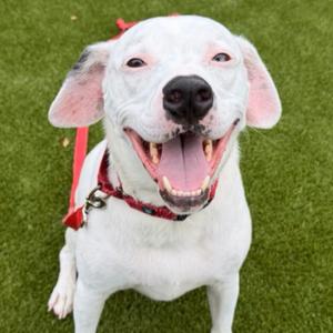 Louie, Mixed Breed (Large), adult, available for adoption