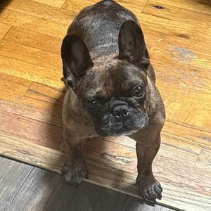 Cherub, Bulldog, French, adult, available for adoption