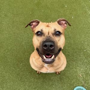 A brown dog with a black nose and floppy ears sitting on a green surface, looking up at the camera with its mouth open and tongue visible.