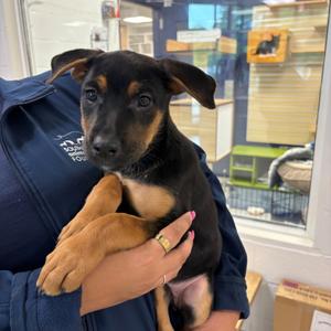 Hera, Shepherd, puppy, available for adoption