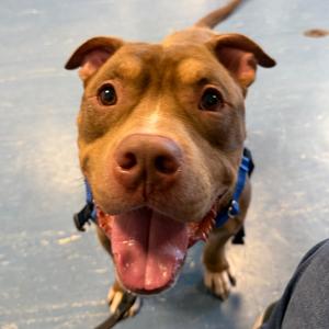Rufus, Mixed Breed (Large), adult, available for adoption