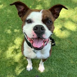 Hazelnut, Mixed Breed (Medium), adult, available for adoption