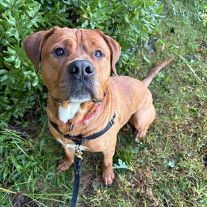 Koda, Mixed Breed (Large), adult, available for adoption