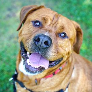 A close-up of a happy brown dog with its tongue out, wearing a red collar.