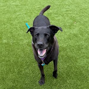 Lola, Retriever, Black Labrador, senior, available for adoption