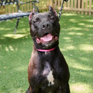Breeze, Mixed Breed (Medium), adult, available for adoption