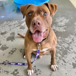 Rocky, Mixed Breed (Large), adult, available for adoption